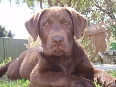 Bronson WA
