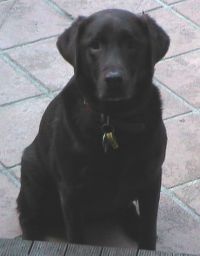Charlie.jpg - 8014 Bytes