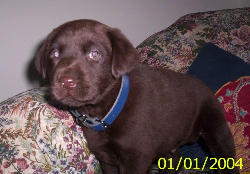 Charlie at 4 months