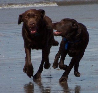 Fred n Barney on beach
