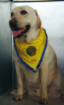 Hot puppy.jpg - 15506 Bytes