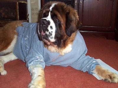 MISSY JUMPER.jpg - 29372 Bytes