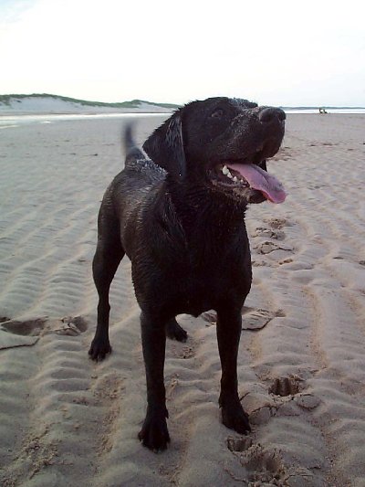 MOLLY DURIDGE BAY 1