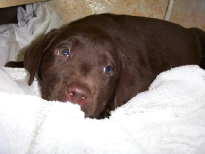 Missy, from HarrietJo, Shrewsbury,UK.jpg - 20202 Bytes