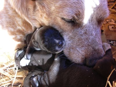 Red Healer-Lab cross - Sue in MtGambier