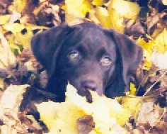 Riley in Leaves.jpg - 15255 Bytes