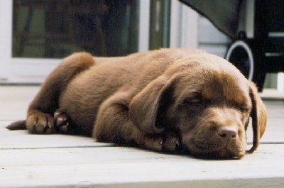Riley sleeping.jpg - 22675 Bytes