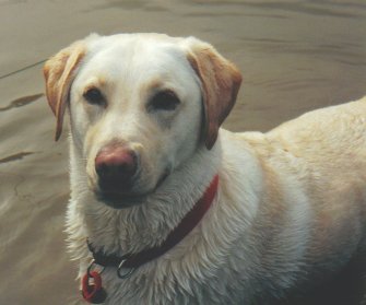 Sam at play.jpg - 16945 Bytes