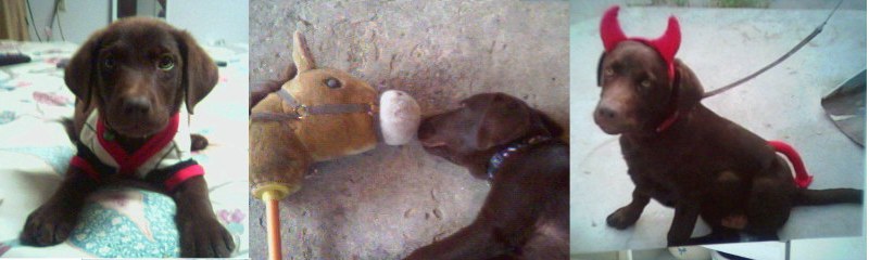 Sparky Chew at 7months.jpg - 42999 Bytes