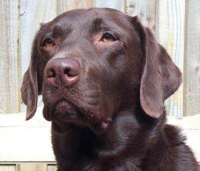 Bonnie - Pippins Chocolates, UK