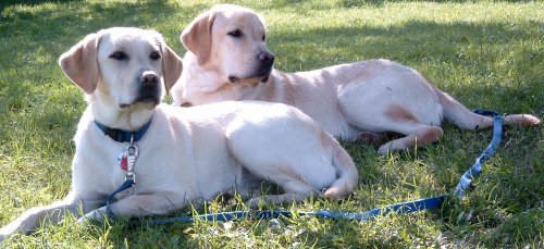 buddy_and_lissy.jpg - 44030 Bytes