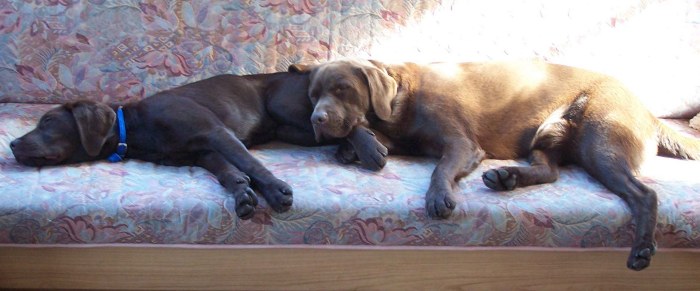 fred n Barney on couch