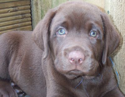 marley 7wks