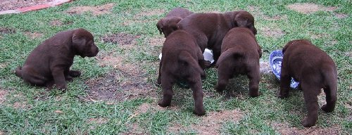 6-feeding.jpg - 43306 Bytes