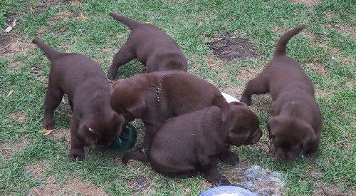 6-feeding2.jpg - 57657 Bytes