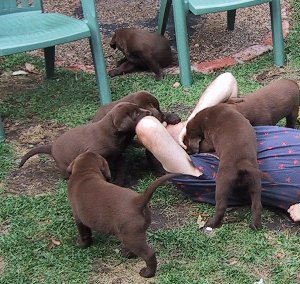 8-paul&pups.jpg - 35799 Bytes
