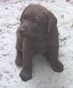 8-sandy.jpg - 29413 Bytes